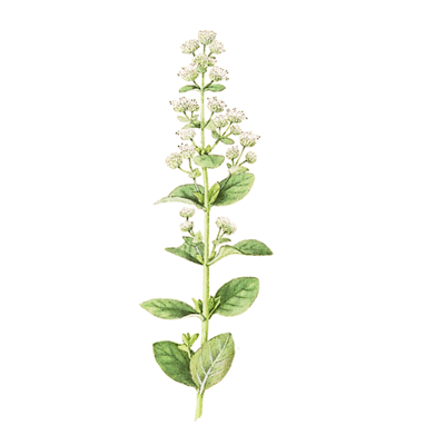 Marjoram