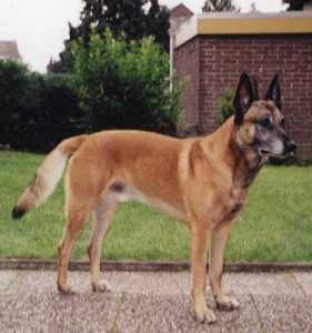 Quanto, Monja's Shepherd Dog