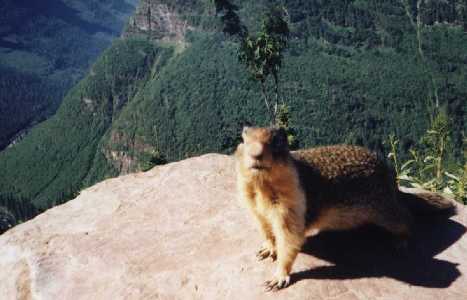 Chipmunk in Glacier N.P.