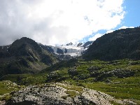 Gavia