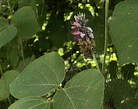 kudzu.gif (35555 bytes)