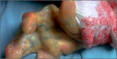 old salamander hand!