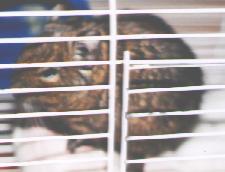My little pet Degu, Elmo